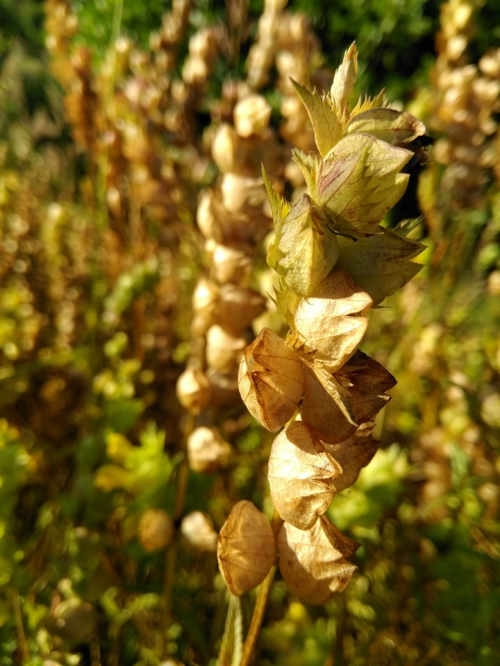 Plant