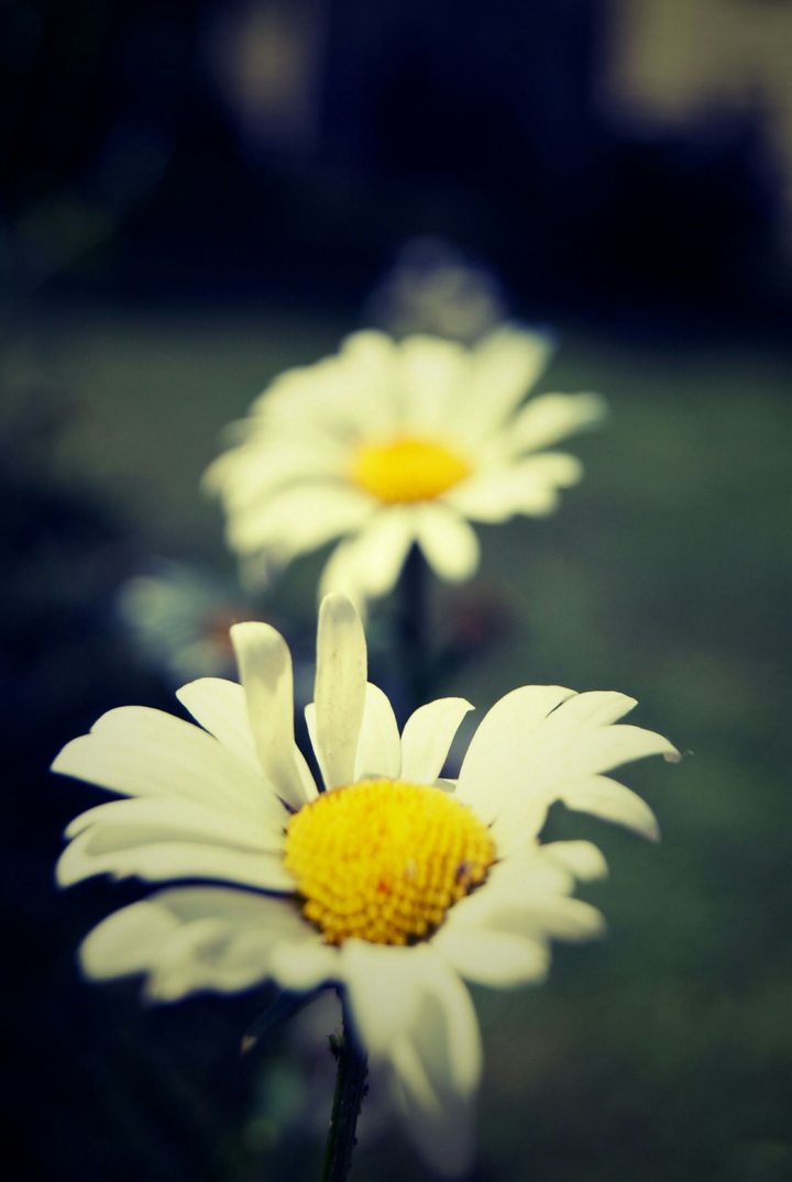 when chamomile sends you Peace