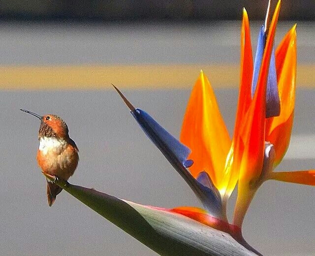 beautiful hummingbird