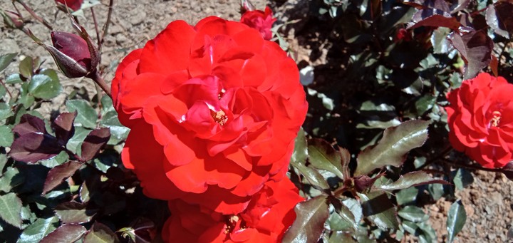 rose garden