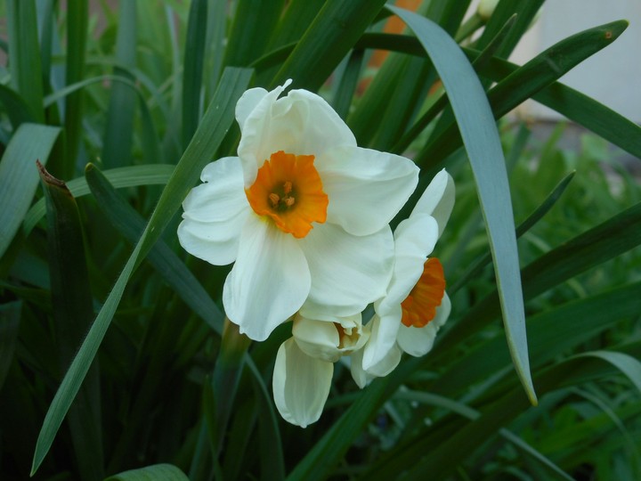 so cute flower