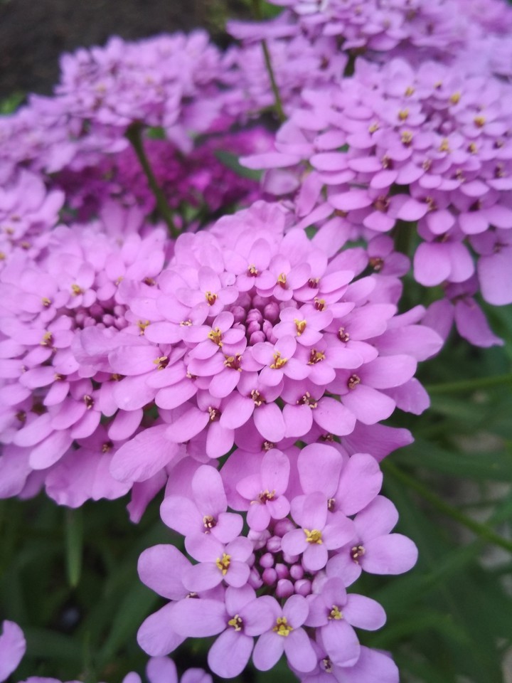 цветы