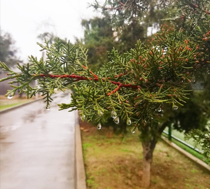 rain