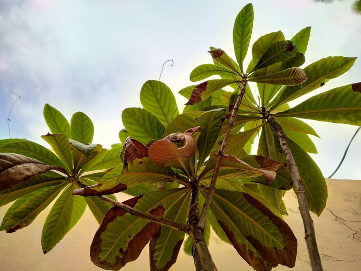 Green plants and sky