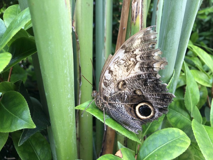 butterfly