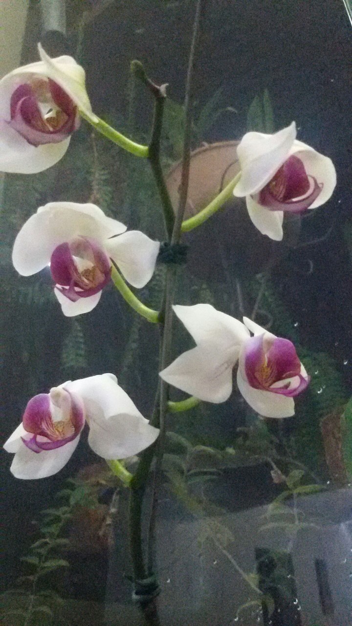 An orchid for you!!!