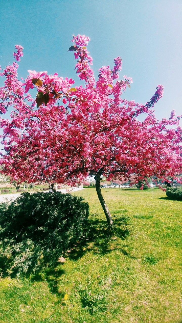 blossom