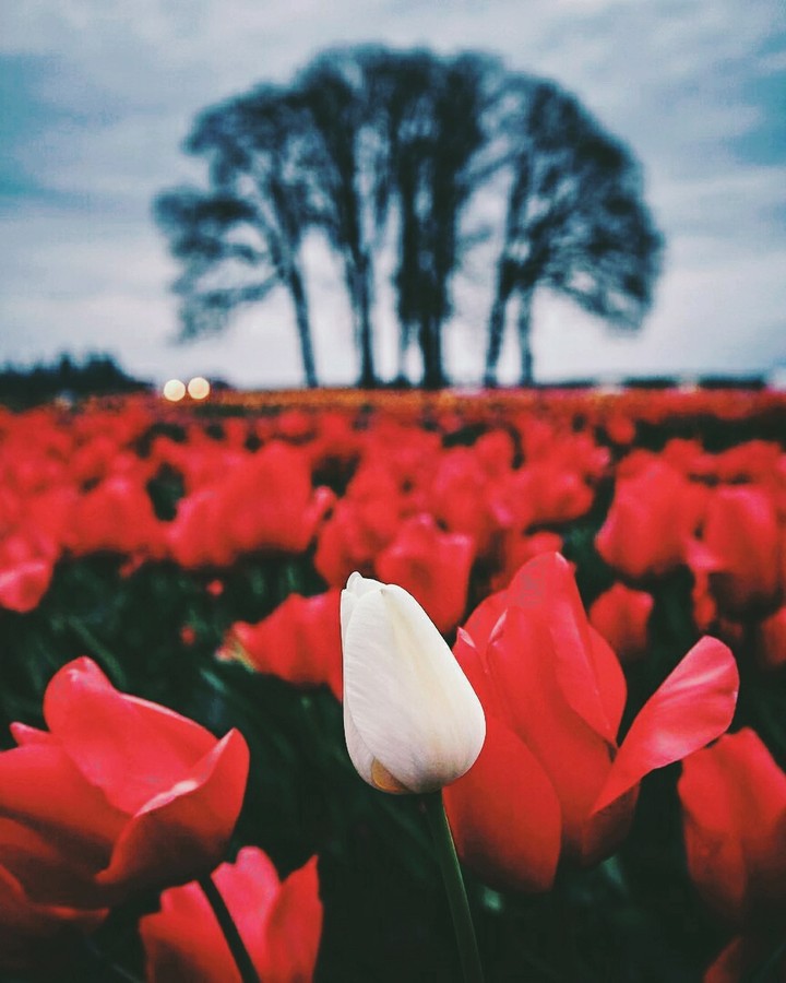 tulip