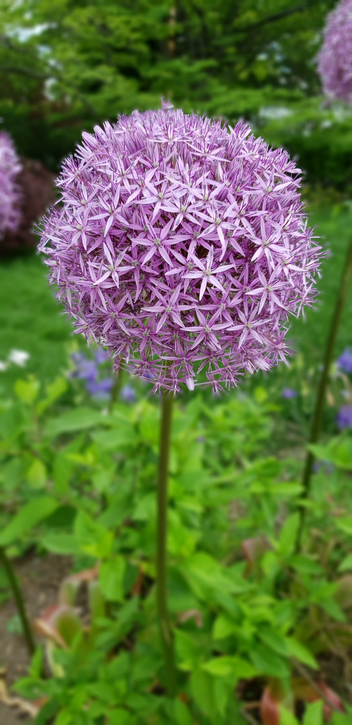 allium
