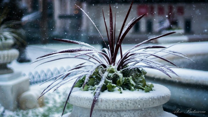 When spring meets the winter