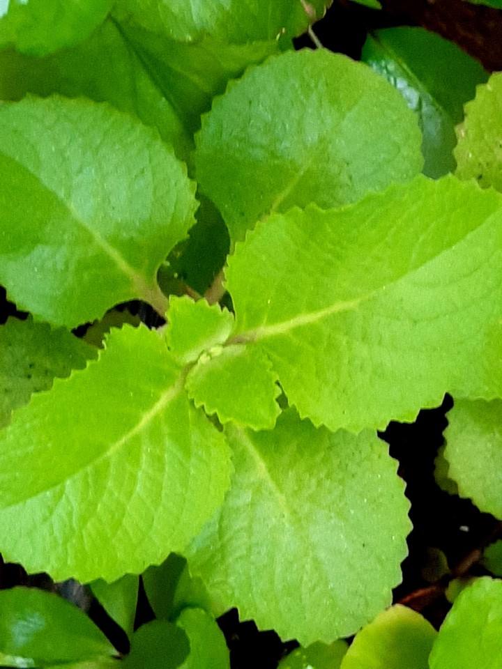 Spanish thyme