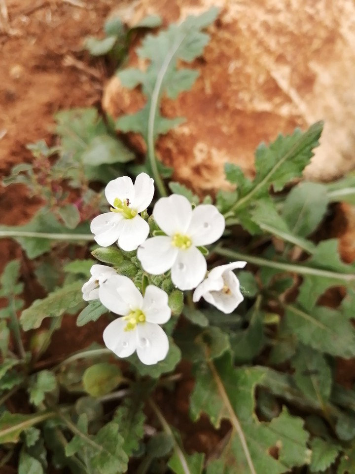 #Blossom
