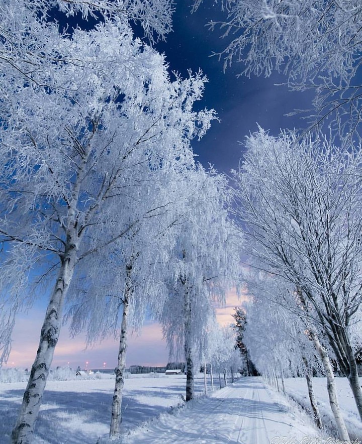 Winter Frost