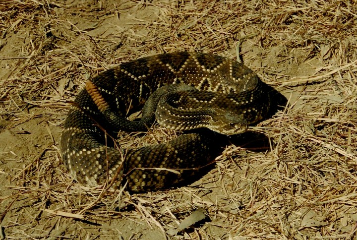 Viper
