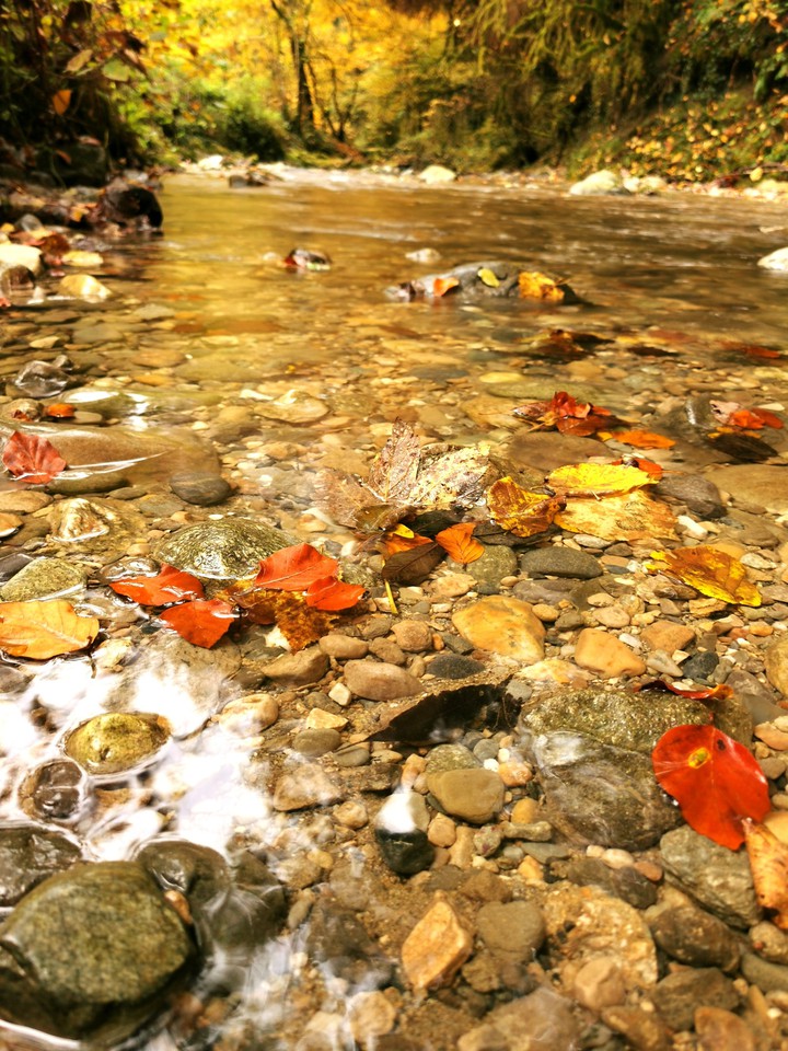 Rouge automne