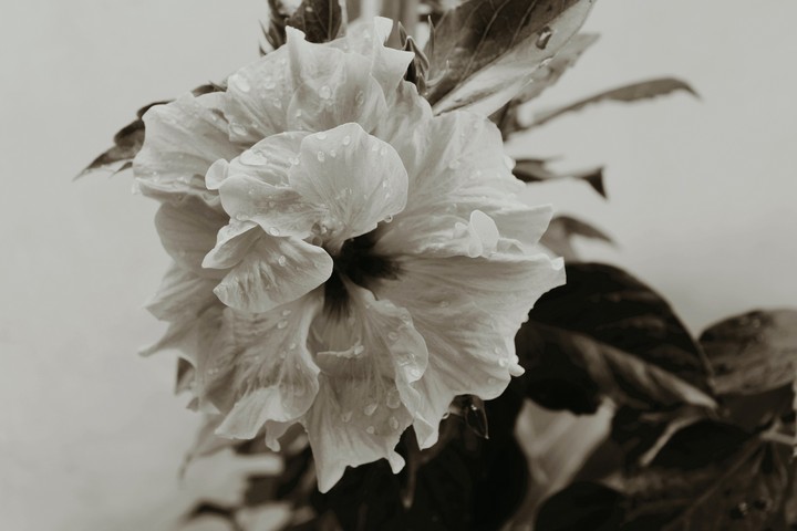 Monochrome