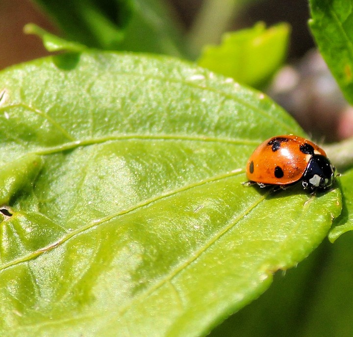 ladybug