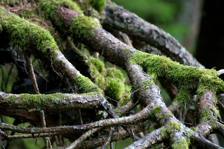 In the forest