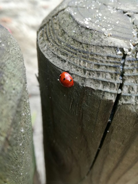 壁纸