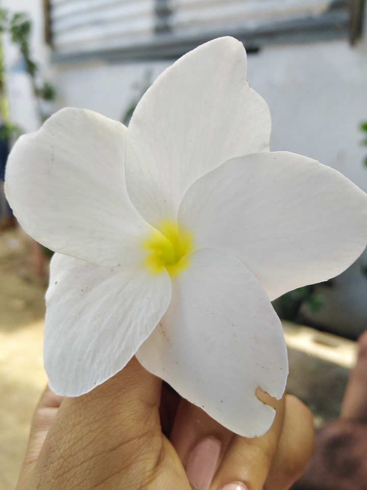 Flower