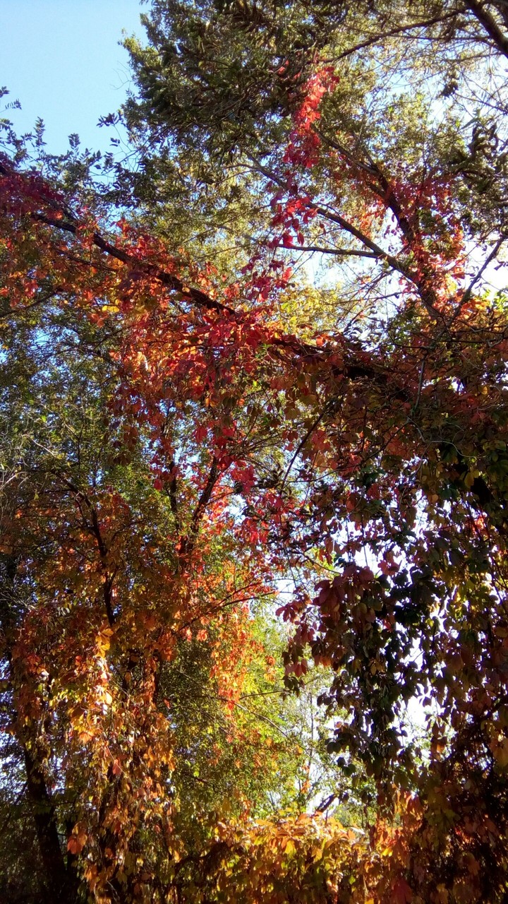 Colors of Autumn [2] | Краски Осени [2]
