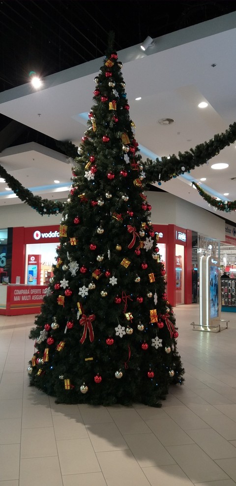 hình nền conifer, fir