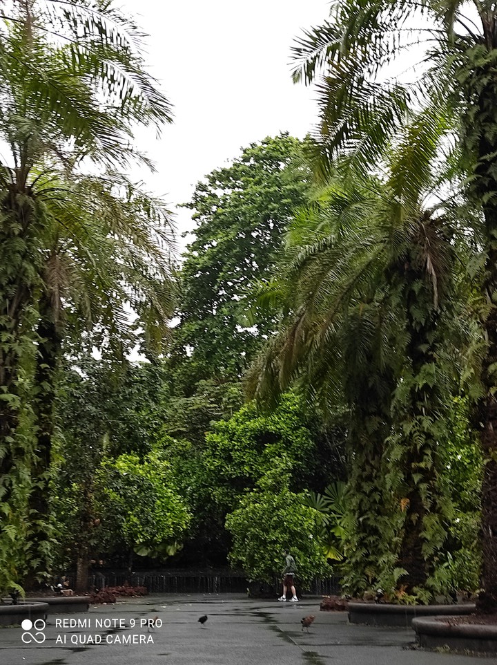 Giant Green