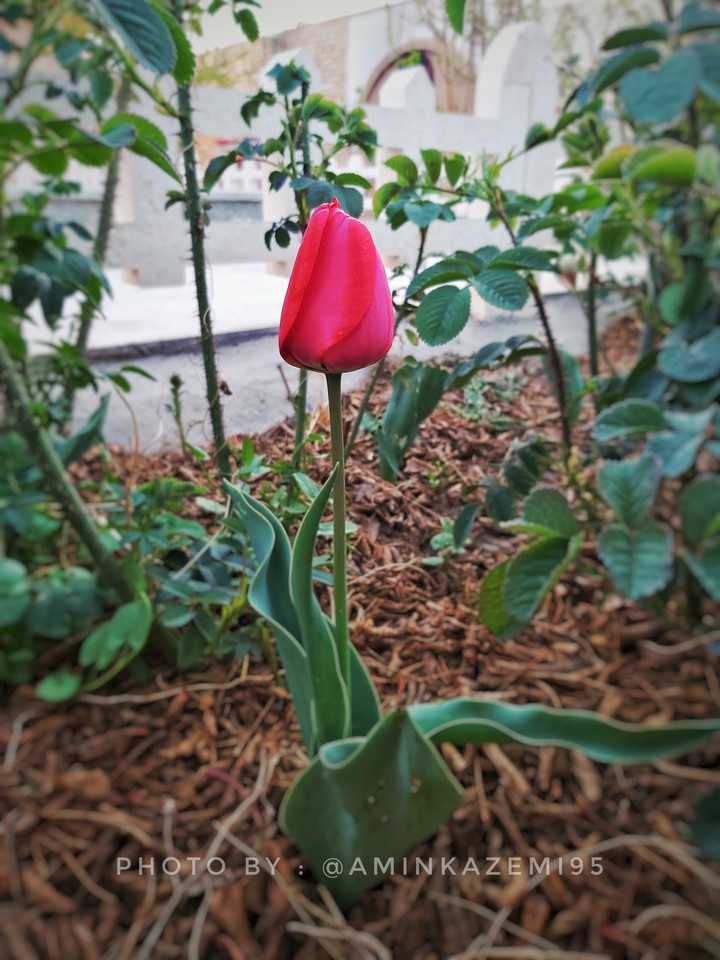 Tulip , گل لاله