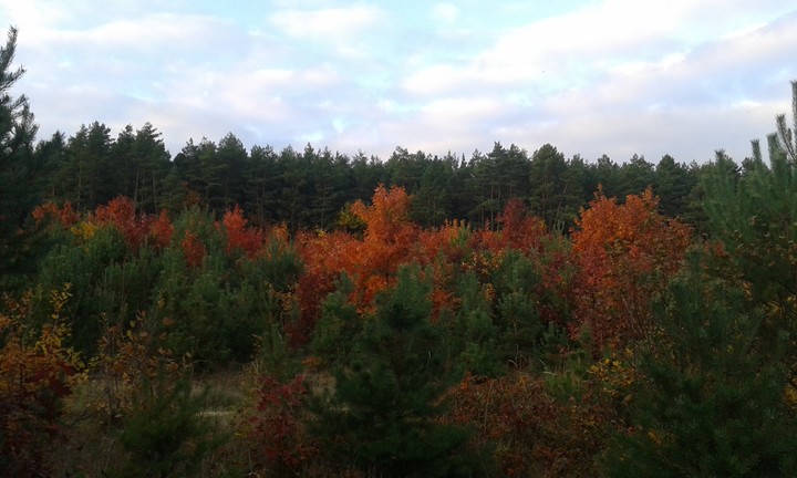 autumn forest