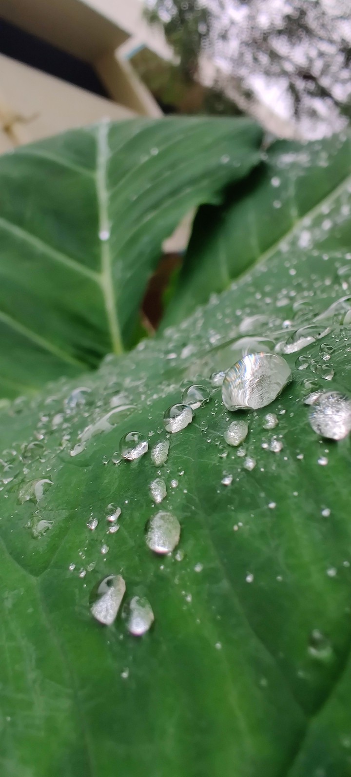 green leaf
