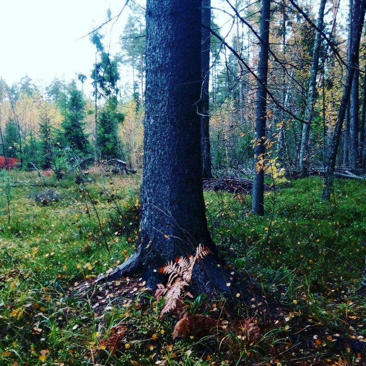 лес