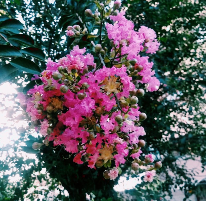 Flor Rosa