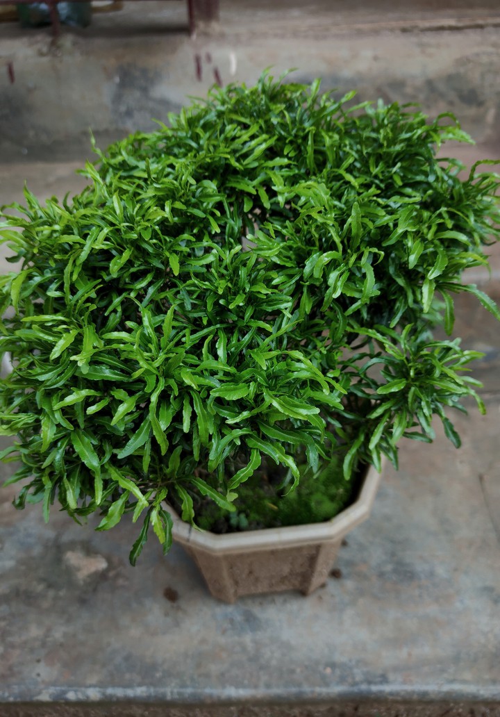 leaf