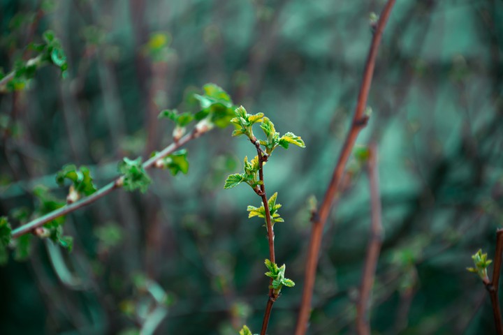 Green Perfection