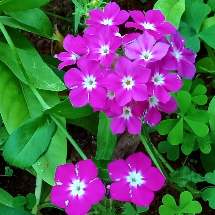 Wild Flowers
