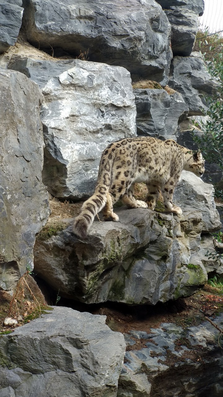 Pairi Daiza