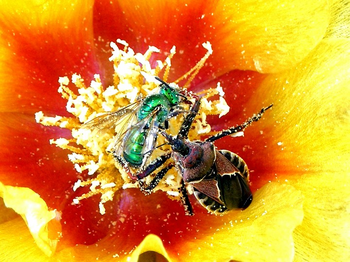 Bee assassin bug feasting