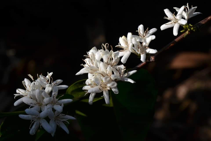 blossoms