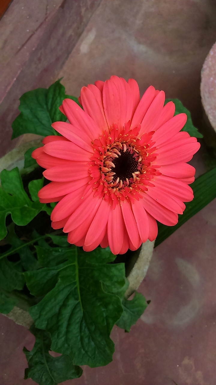 Gerberas