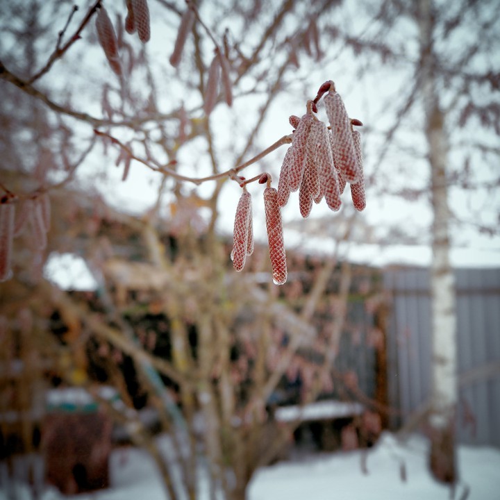 drops, thaw, tree buds