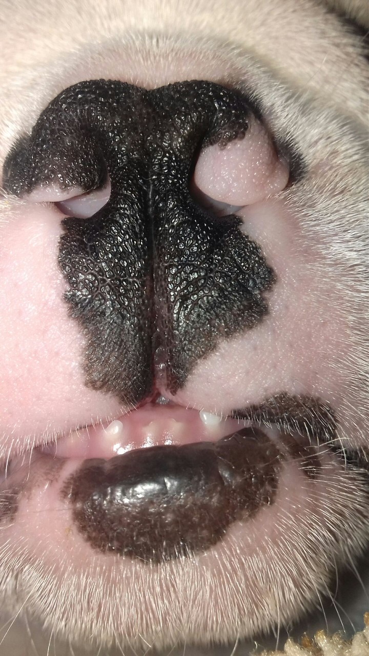 excesso de fofuraaa