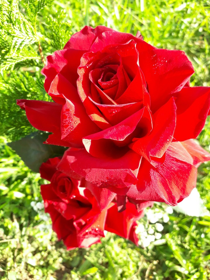 Rose