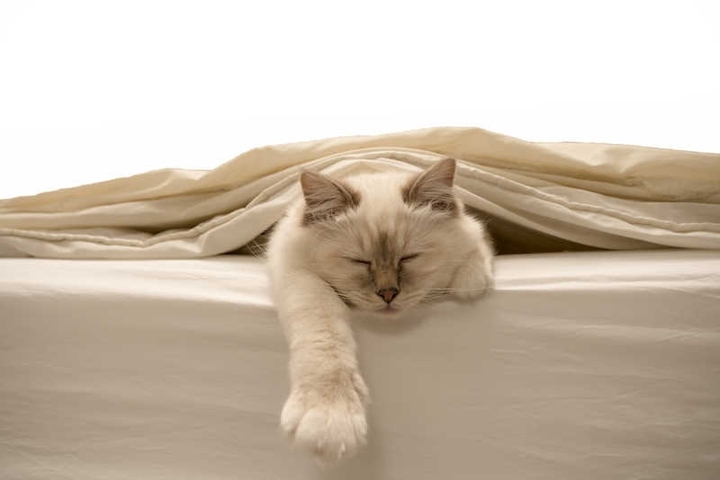 siamese
