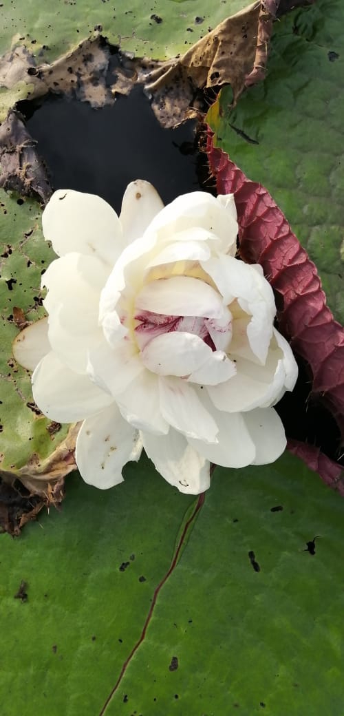 Victoria regia - amazonas Colombia