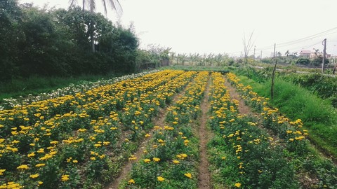 chrysanthemum