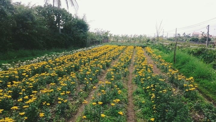 chrysanthemum