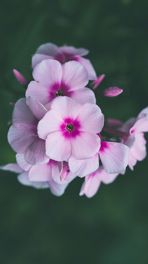 fleur