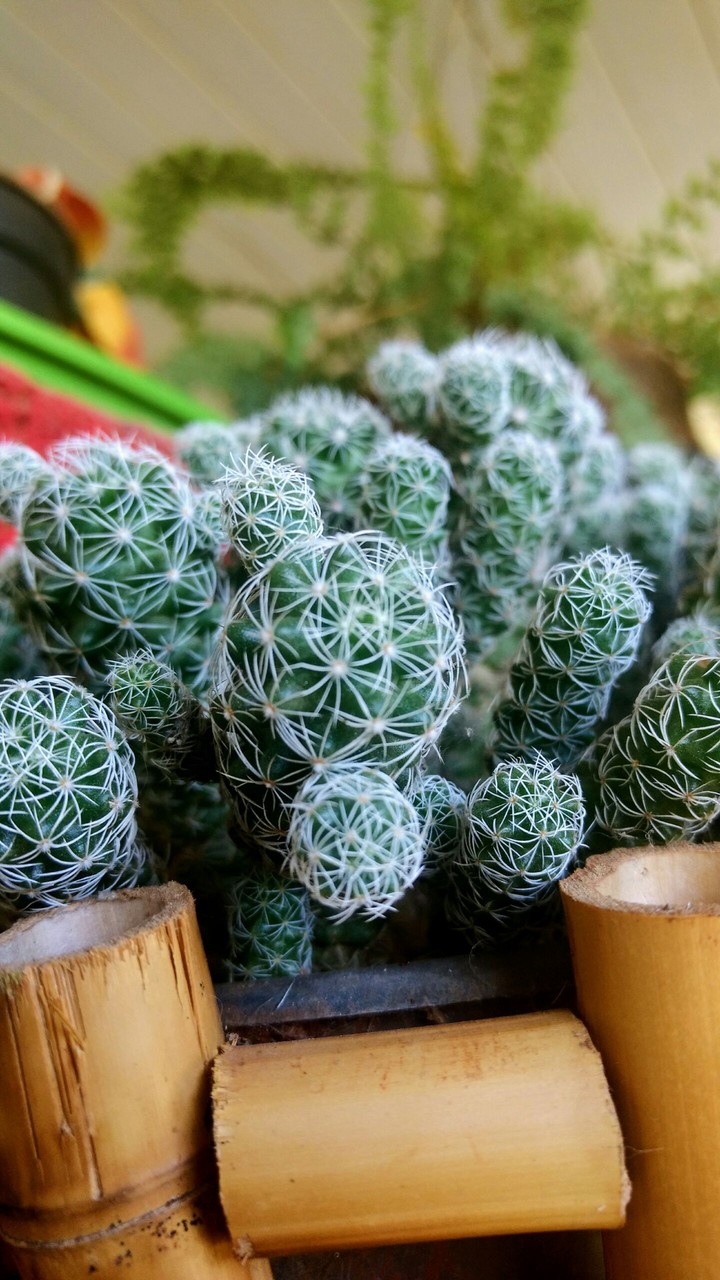 cactos