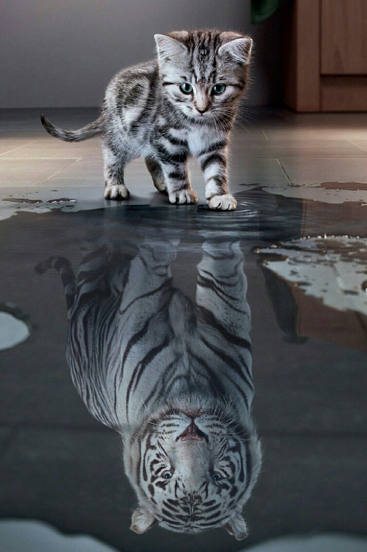 cat and tiger