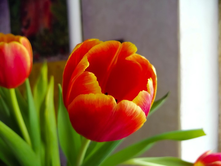 Tulip